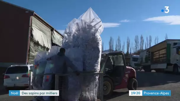 Soulagement chez les producteurs de sapins autorisés à vendre leur marchandise pour noël