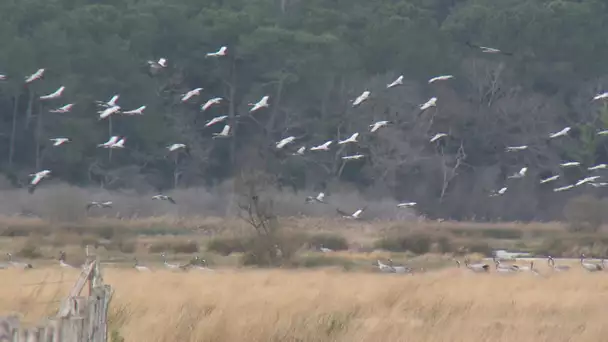 Gironde : la Réserve naturelle de l'étang de Cousseau, un sanctuaire pour les oiseaux migrateurs