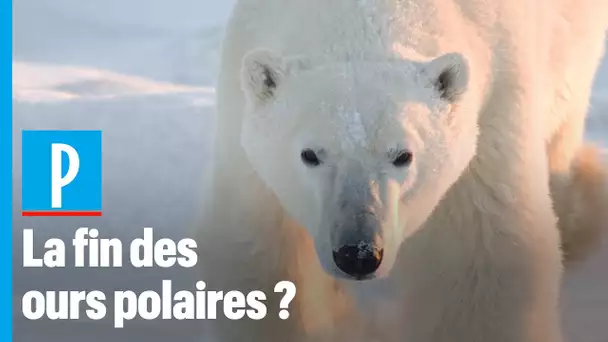 Les ours polaires pourraient disparaître d’ici 2100