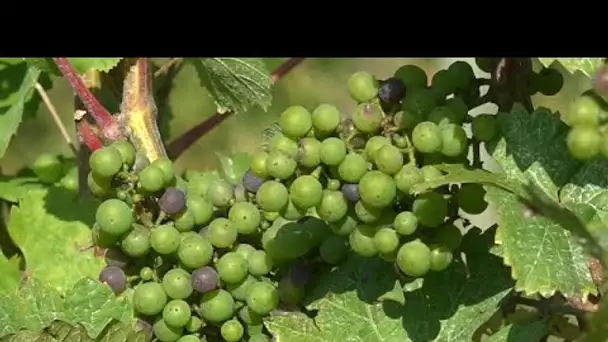 Comment les vignobles belges s'adaptent-ils au changement climatique ?