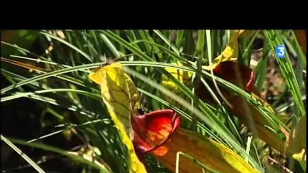 Frelon asiatique : la Sarracenia, une plante tueuse de frelons découverte à Nantes