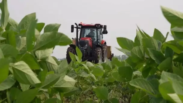 Agriculture : le Canada se tourne vers l'édition génomique des grains • FRANCE 24