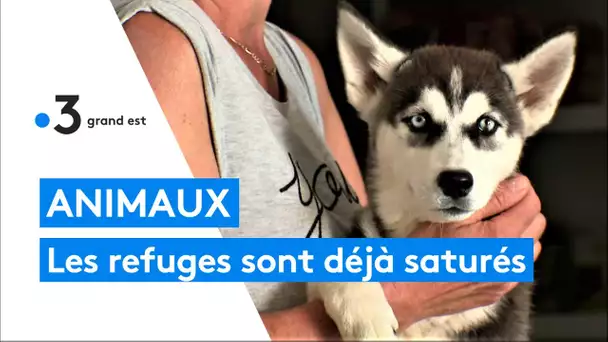 Animaux : les refuges sont déjà saturés, "on est obligés de refuser, il n'y a plus de place"