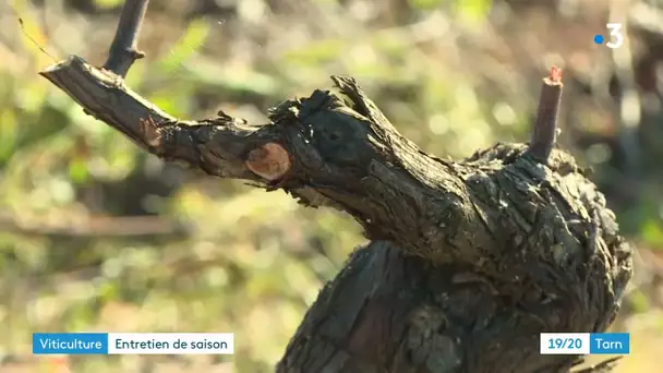 Tarn : la taille des vignes est lancée dans le gaillacois