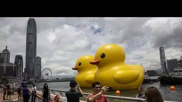 Le canard géant, symbole de paix, de retour dans la baie de Hong Kong