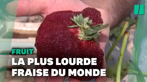 Selon le Guiness des records, cette fraise est la plus grosse au monde