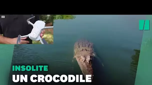 Un crocodile croque le drone d'une chaîne de télé en plein tournage