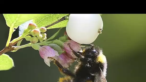 Agriculture : les premiers bourdons pollinisateurs de Suède sont au travail