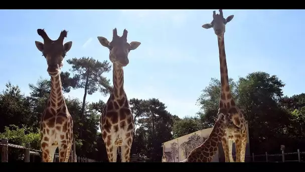 Incendie au zoo de La Flèche : "On a perdu une soixantaine de nos animaux"