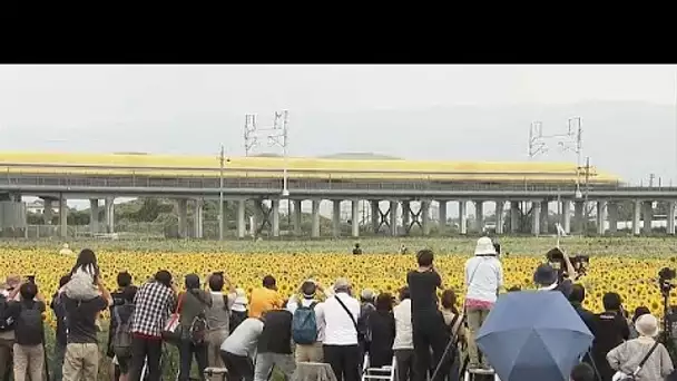 Le Docteur jaune dans un champ de tournesols en fleur