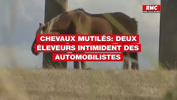 Chevaux mutilés: deux automobilistes "choquées" après avoir été arrêtées par deux éleveurs armés