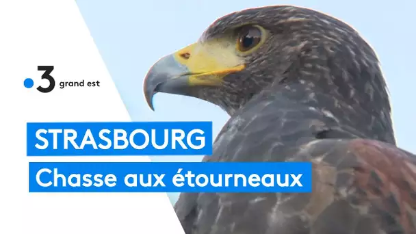 Strasbourg : la Ville veut éloigner les colonies d'étourneaux et leurs nuisances du Port du Rhin