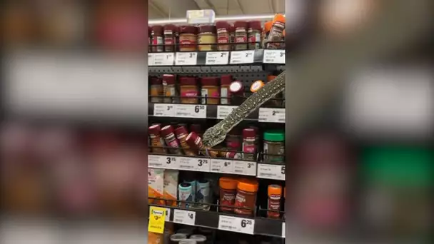 Un serpent filmé dans un rayon de supermarché à Sydney