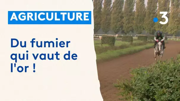 À La Palmyre, le fumier de l'écurie Macaire est transformé en compost