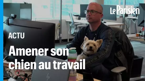 Au Canada, ces salariés vont au bureau avec leur animal de compagnie