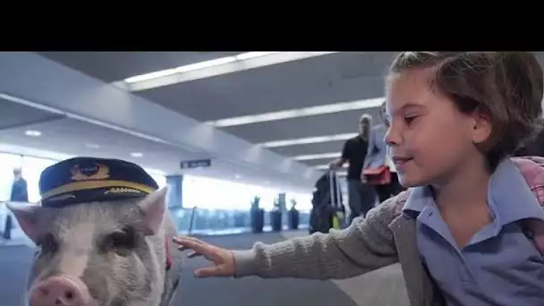 Lilou, le "cochon de thérapie" qui rassure les passagers avant de prendre l'avion