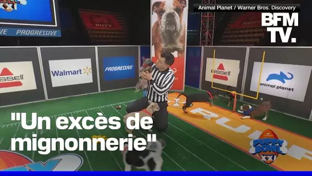 Qu'est-ce que le "Puppy Bowl", l'évènement qui vole la vedette au Super Bowl aux États-Unis