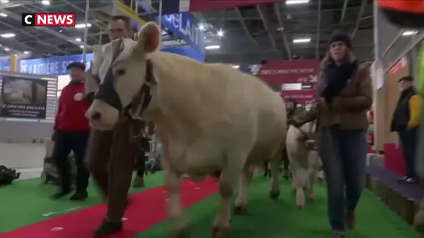 Salon de l'agriculture : les éleveurs sur les chapeaux de roue