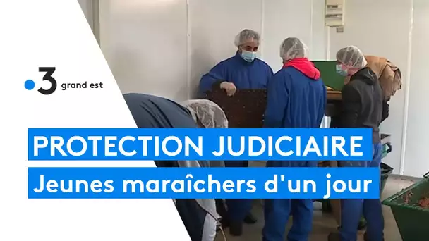 Protection judiciaire de la jeunesse : des formations de maraîchage pour s'en sortir