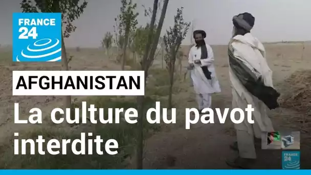 Culture du pavot interdite en Afghanistan :  quelles conséquences ? • FRANCE 24