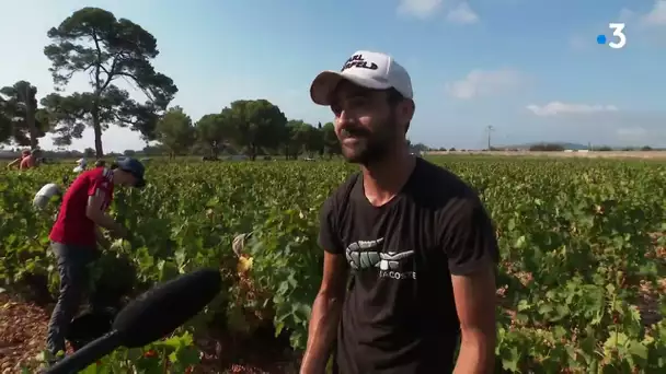 Frontignan : vendanges et premiers coups de sécateur pour le muscat sec, un bon cru en perspective