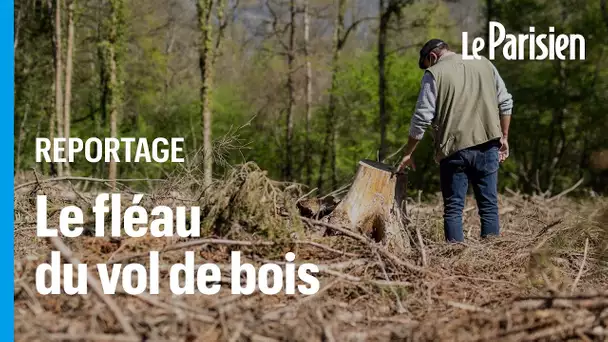 «Ca rapporte plus que le trafic de drogue» : ces forêts rasées en quelques heures par des voleur