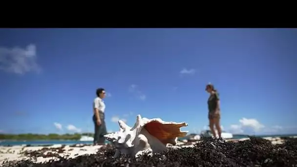 Comment Petite Terre en Guadeloupe protège sa nature et limite strictement son accès