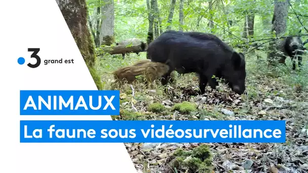 Des pièges photos pour suivre la vie des animaux sauvages