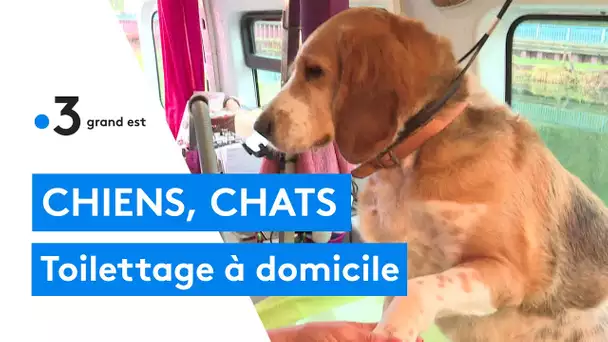 Une toiletteuse à domicile pour les chiens et les chats en Meuse