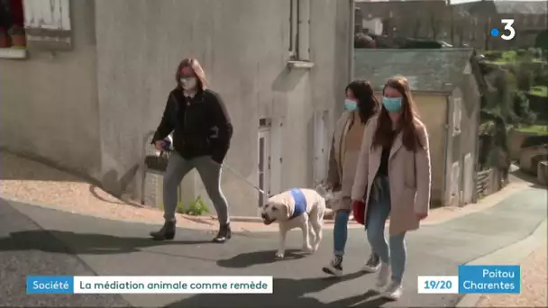 Deux-Sèvres : à Mauléon, un lycée adopte un labrador pour apaiser les élèves