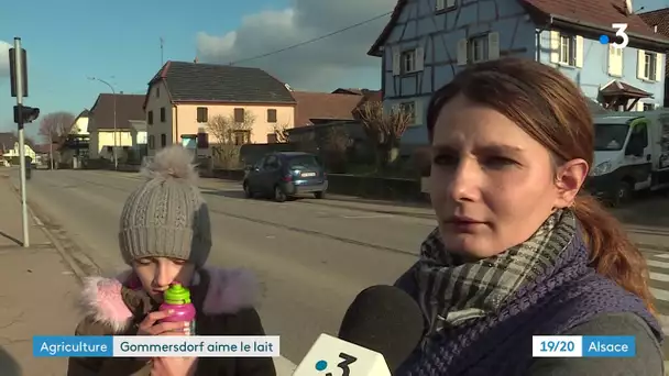 Record : Gommersdorf, village qui produit le plus de lait dans la région