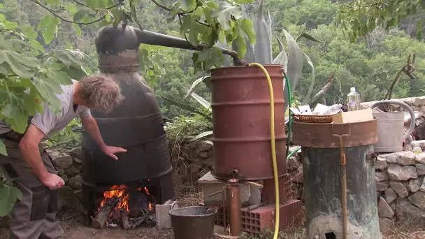 Distillation de la lavande