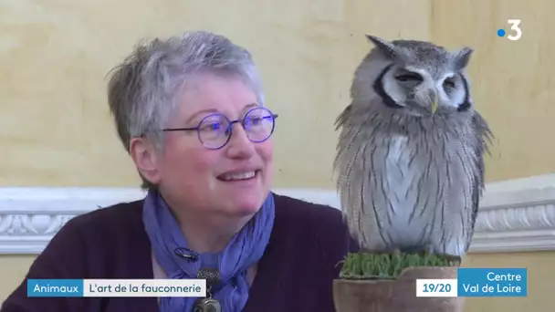 Les ailes de la nuit : stage de fauconnerie avec chouettes et hiboux