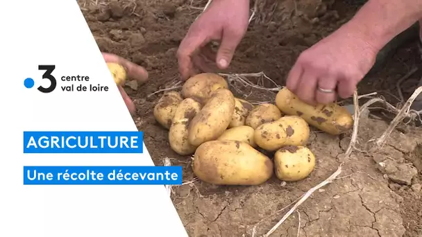 Une récolte de pommes de terre 2022 décevante en Beauce