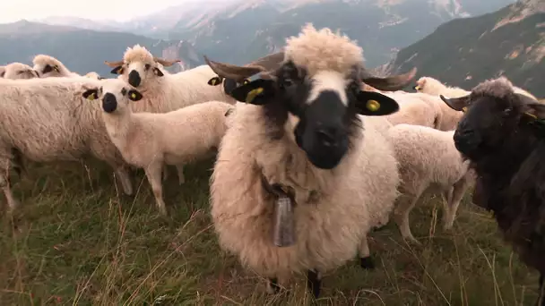 Montagne : des brebis Thônes et Marthod "taillées" pour les alpages