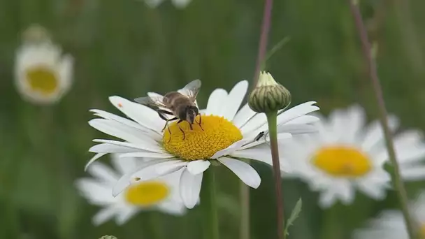 Ensoleillement et confinement, la recette d'une récolte de miel prometteuse ce printemps ?