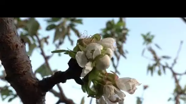 Les températures anormalement élevées en octobre provoquent la floraison des arbres