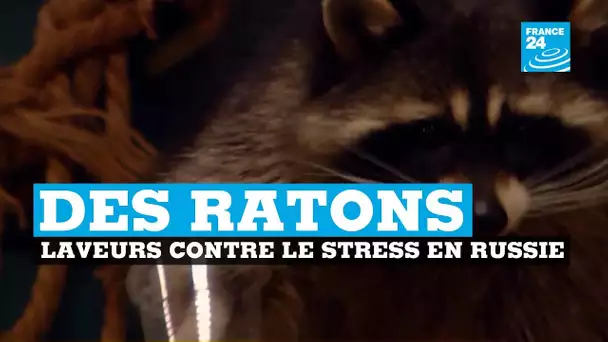 Les ratons laveurs contre le stress en Russie