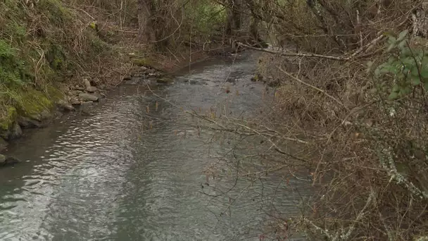 Pisciculture : les truites sont lâchées avant l'ouverture de la pêche