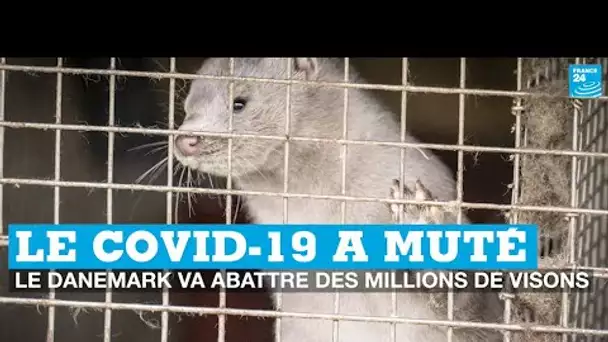 Mutation du Covid-19 : le Danemark va abattre des millions de visons