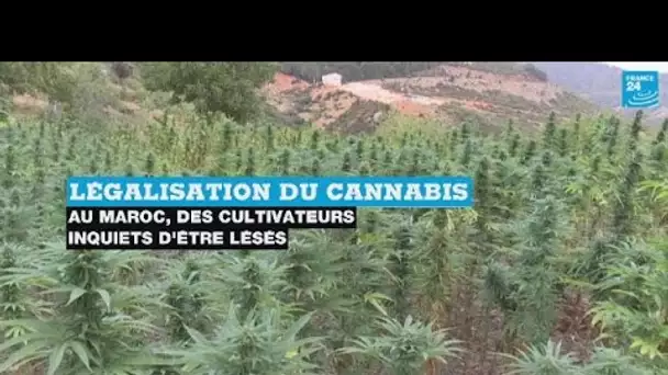 Légalisation du cannabis au Maroc : des cultivateurs inquiets d'être lésés