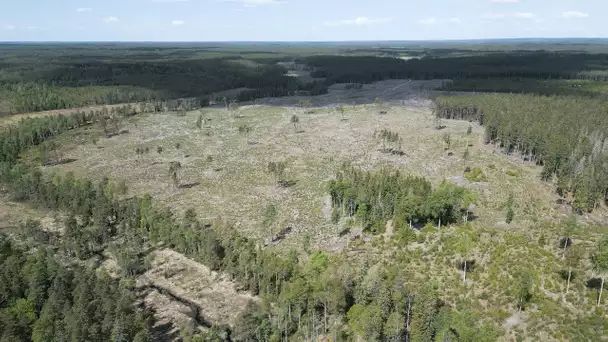 Vers un monde plus vert : au chevet de nos forêts européennes