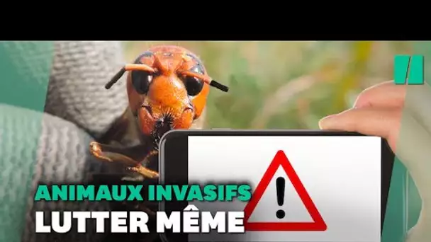 Contre le frelon asiatique ou une autre espèce invasive, votre smartphone suffit