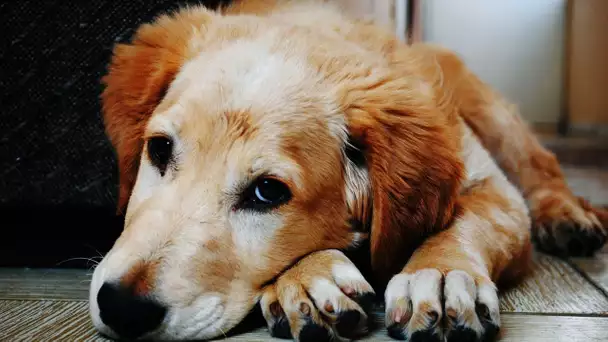 Par peur du COVID, ils ont abandonné leurs animaux