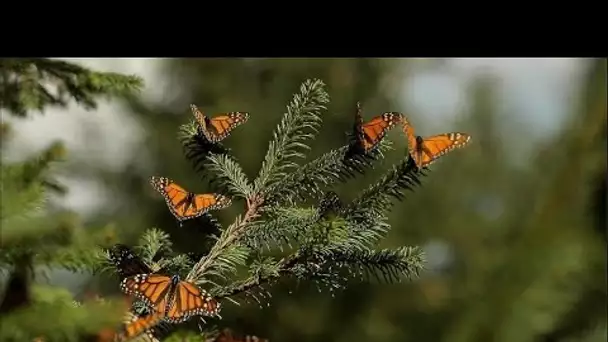 Au Mexique, l’Eldorado du papillon monarque