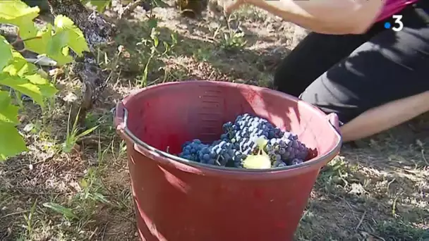 En Sarthe, le vignoble des coteaux de La Flèche résiste à l'oubli