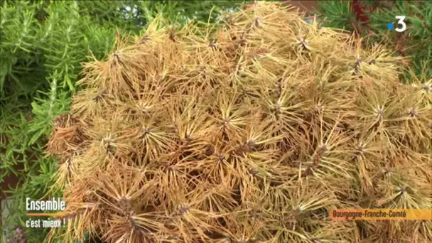 Votre jardin, après la sécheresse : Ensemble c'est mieux !