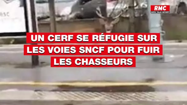 Un cerf se réfugie sur les voies SNCF pour fuir les chasseurs