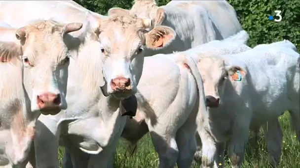 7 500 tonnes de 'faux' steaks hâchés livrés au Secours populaire de l&#039;Yonne