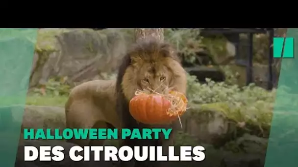 Dans ces zoos, les animaux aussi fêtent Halloween